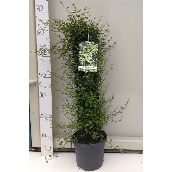 Picture of MUEHLENBECKIA COMPLEXA COLUMN