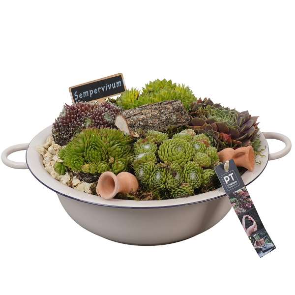 Picture of Sempervivum arrangement in zinc bowl