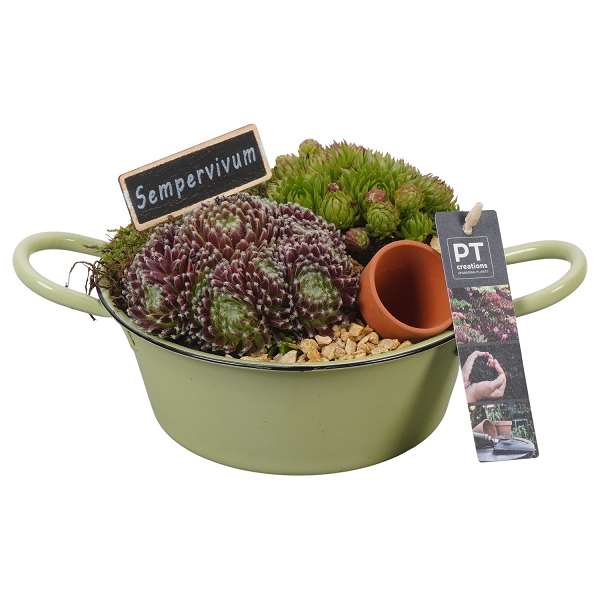 Picture of Sempervivum arrangement in zinc bowl