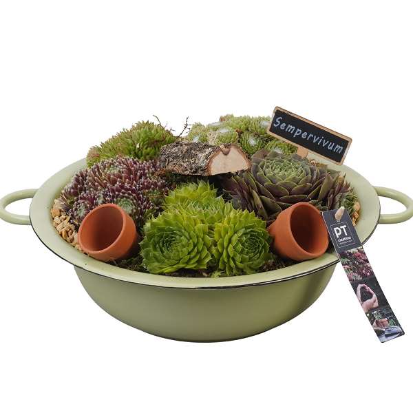 Picture of Sempervivum arrangement in zinc bowl