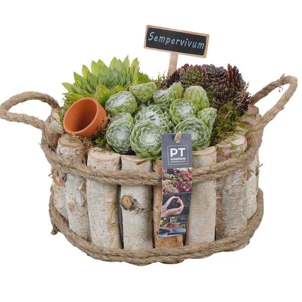 Picture of Sempervivum arrangement in wood