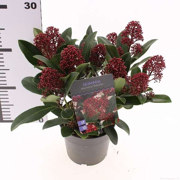 Picture of Skimmia japonica rubella 08+fl