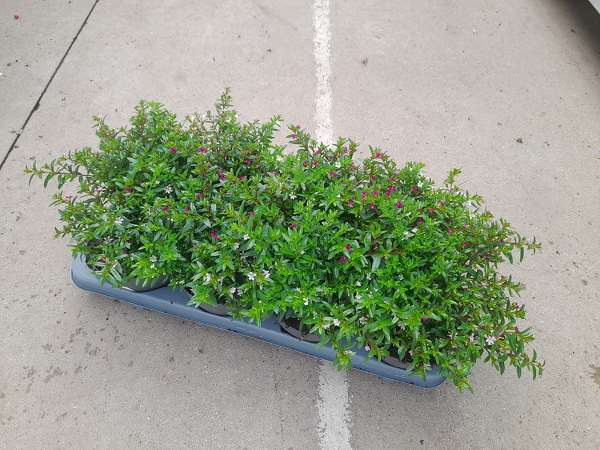 Picture of CUPHEA HYSSOPIFOLIA TRIO