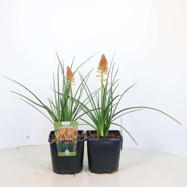 Picture of Kniphofia backdraft