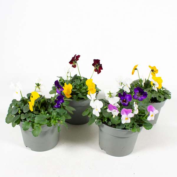 Picture of VIOLA CORNUTA TRIO