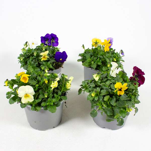 Picture of VIOLA CORNUTA TRIO
