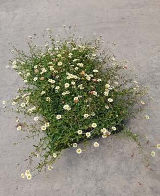Picture of ERIGERON KARVINSKIANUS