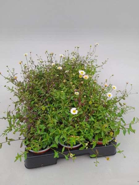 Picture of ERIGERON KARVINSKIANUS