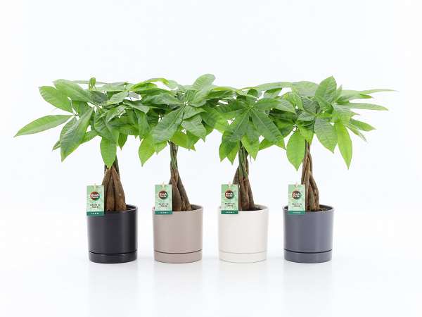 Picture of Pachira aquatica in ceramic