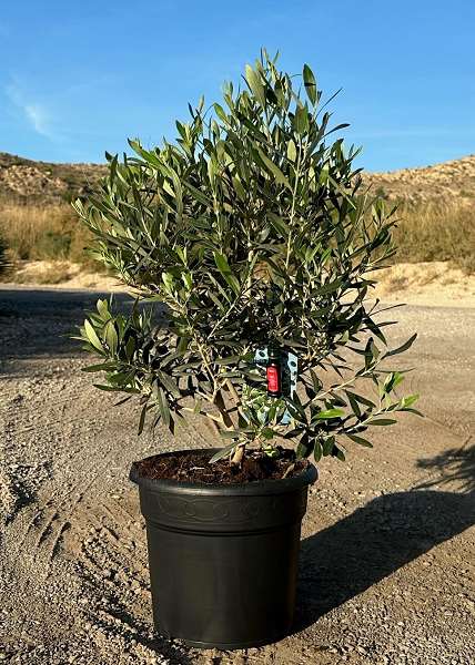 Picture of OLEA EUROPAEA TOUFFE C10L