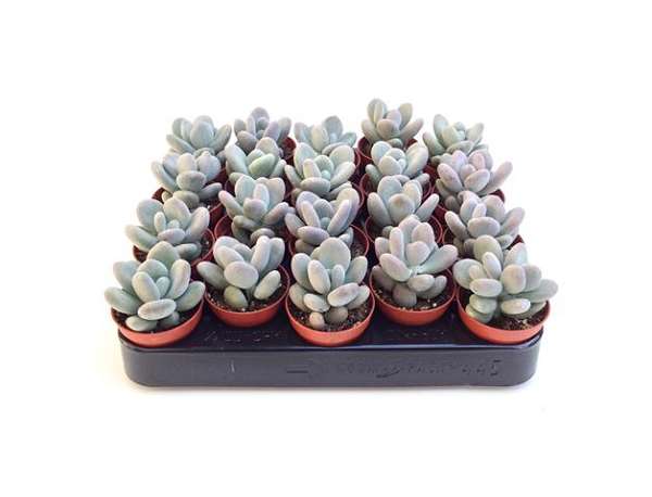 Picture of PACHYPHYTUM MOONSTONES