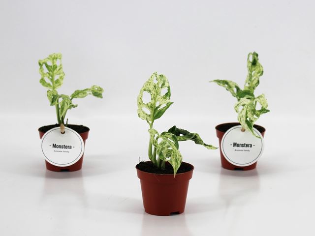 Picture of Monstera frozen freckles