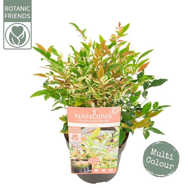 Picture of NANDINA DOMSTICA TWILIGHT