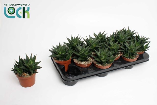 Picture of HAWORTHIA LIMIFOLIA