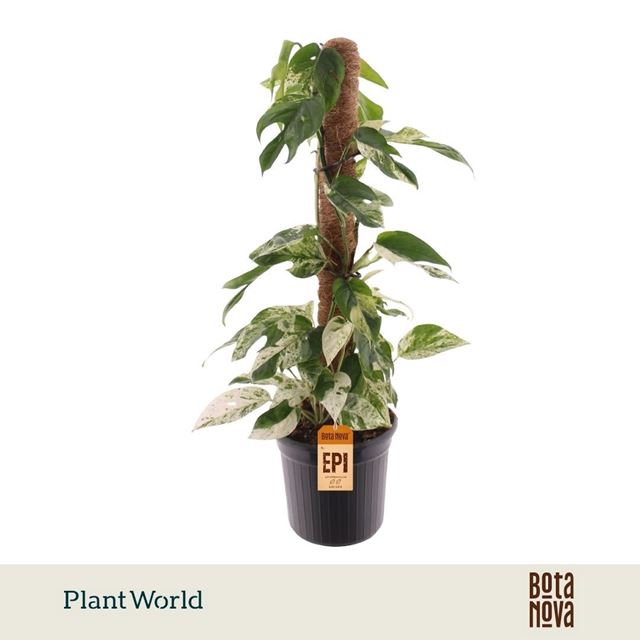 Picture of Epipremnum marble king moss pole