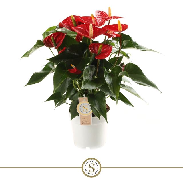 Picture of ANTHURIUM ANDRAEANUM CHAMPION RED