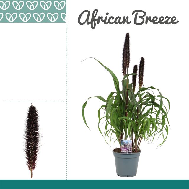 Picture of PENNISETUM GLAUCUM PURPLE BARON