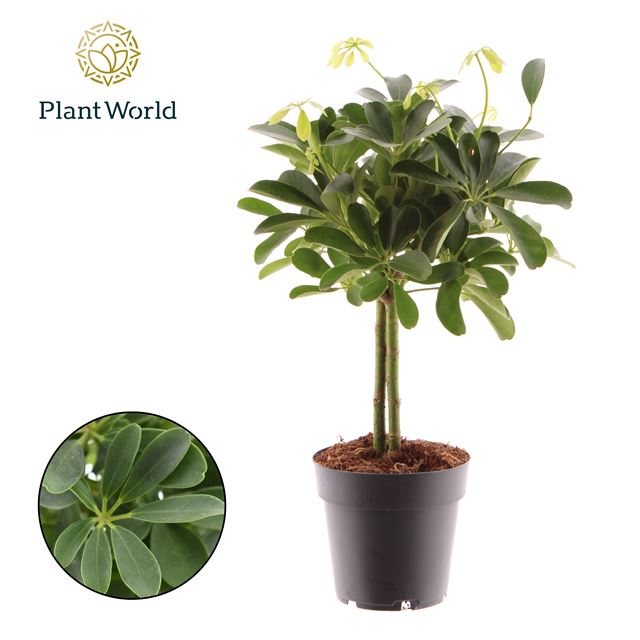 Picture of SCHEFFLERA ARBORICOLA NORA ON STEM