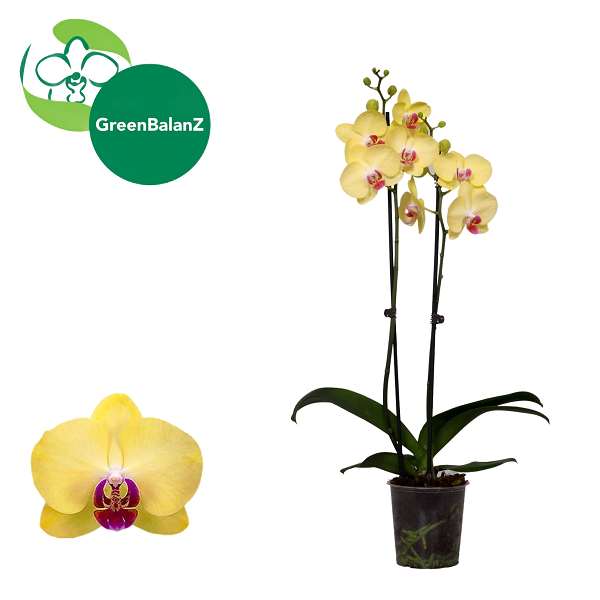 Picture of Phalaenopsis 02-stem mariflore