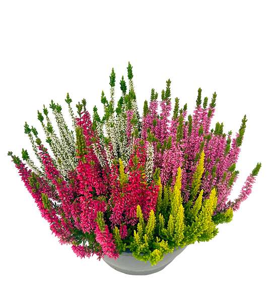 Picture of Calluna beauty ladies quattro bowl