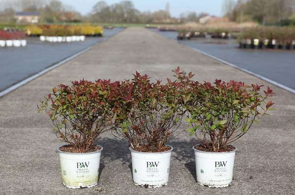 Picture of Spiraea japonica double play red
