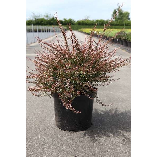Picture of Berberis thunbergii red dream