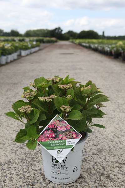 Picture of HYDRANGEA SERRATA FLAIR & FLAVOURS COTTON CANDY