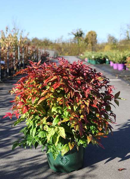 Picture of NANDINA DOMESTICA  BLUSH PINK