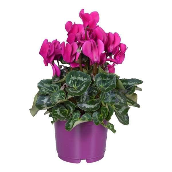 Picture of CYCLAMEN PERSICUM PURPLE IN PURPLE POT