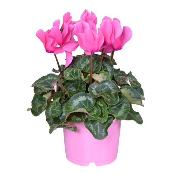 Picture of CYCLAMEN PERSICUM PINK IN PINK POT