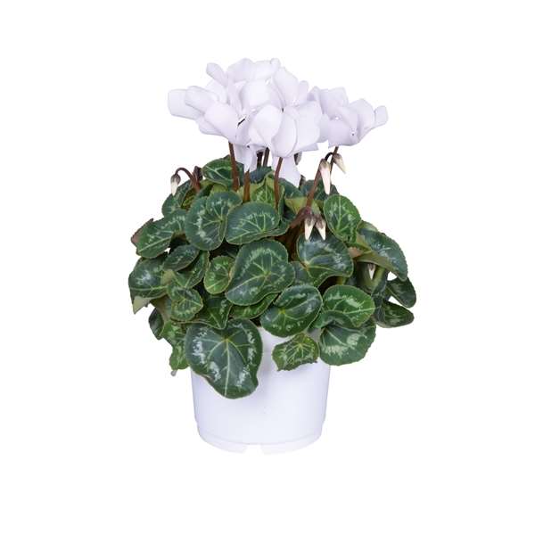 Picture of CYCLAMEN PERSICUM WHITE IN WHITE POT