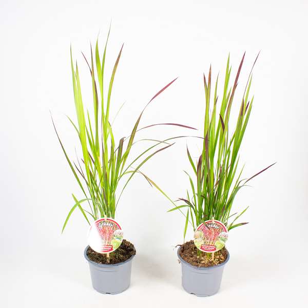 Picture of IMPERATA CYLINDRICA RED BARON