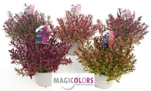 Picture of HEBE MAGICOLORS XXL MIX