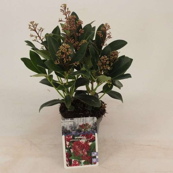 Picture of SKIMMIA JAPONICA RUBELLA 05+FL