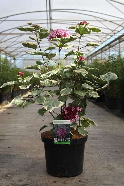 Picture of CLERODENDRUM BUNGEI PINK DIAMOND