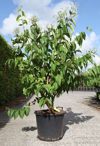 Picture of HEPTACODIUM MICONOIDES