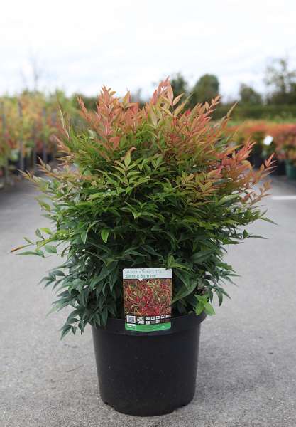 Picture of NANDINA DOMESTICA SIENNA SUNRISE