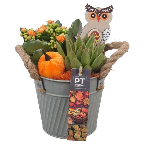 Picture of AUTUMN ARRANGEMENT INDOOR 02PP IN ZINC