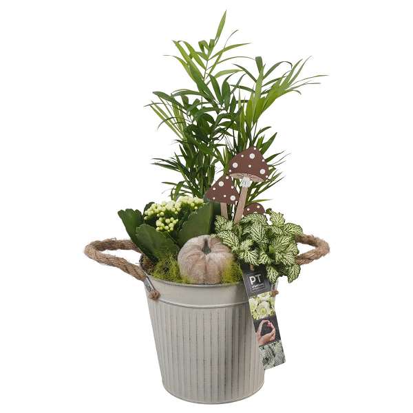 Picture of AUTUMN ARRANGEMENT INDOOR 03PP IN ZINC