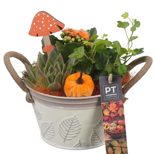 Picture of AUTUMN ARRANGEMENT INDOOR 03PP IN ZINC
