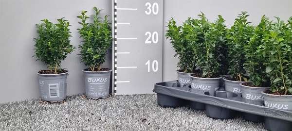 Picture of Buxus sempervirens bush