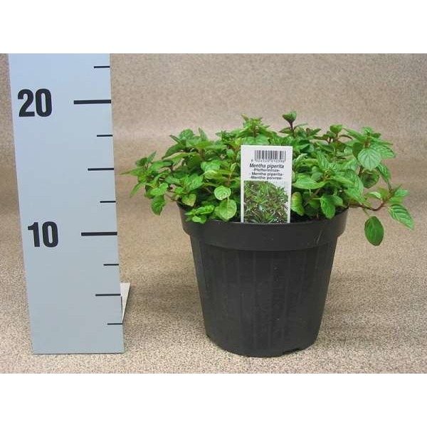 Picture of Mentha villosa - mojito mint