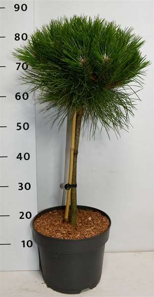 Picture of PINUS NIGRA MARIE BREGEON ON STEM