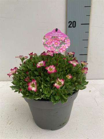 Picture of SAXIFRAGA ARENDSII PINK