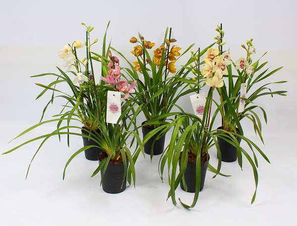 Picture of CYMBIDIUM 02-STEM PICOBELLO MIX