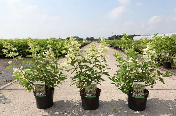 Picture of HYDRANGEA PANICULATA CONFETTI