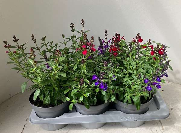 Picture of Salvia greggii