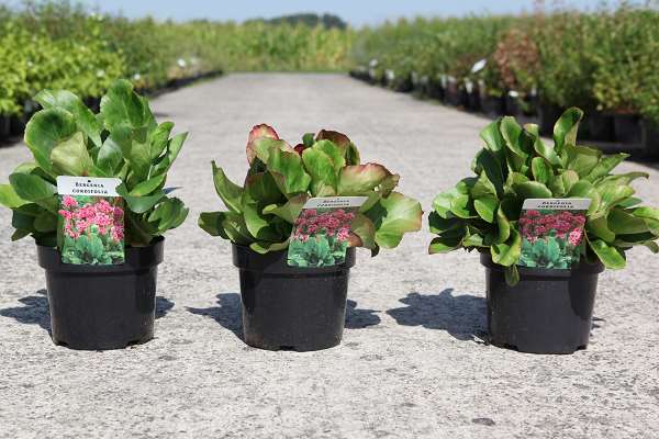 Picture of Bergenia cordifolia