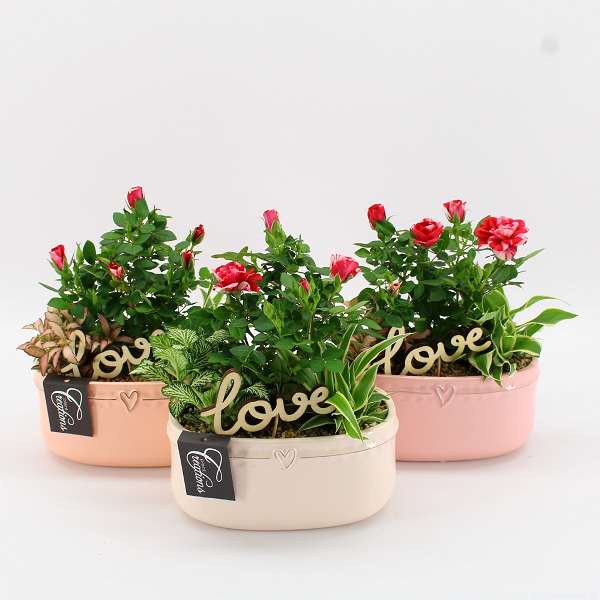 Picture of VALENTINE'S DAY ARRANGEMENT 03PP  IN CERAMIC