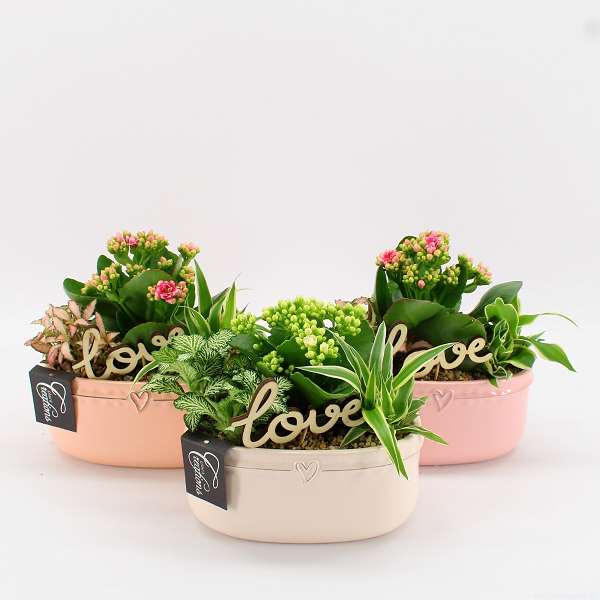 Picture of VALENTINE'S DAY ARRANGEMENT 03PP IN CERAMIC